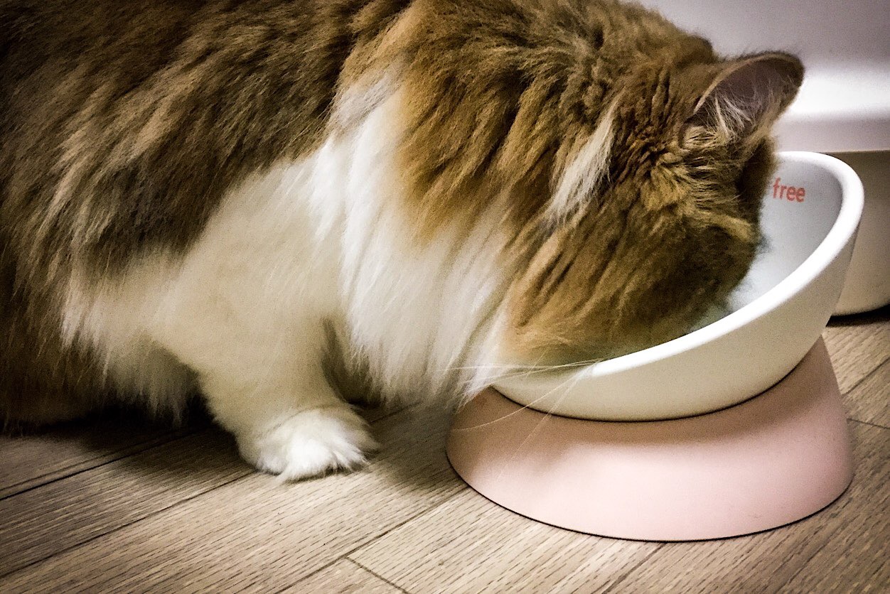 おすすめの猫用食器・キャットフード入れをレビュー【餌が散らからない】